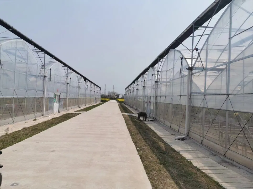 Modern Agriculture Plastic Greenhouse with Cooling System