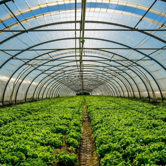 Invernadero de película gótica con techo de cúpula usado para granja grande a la venta