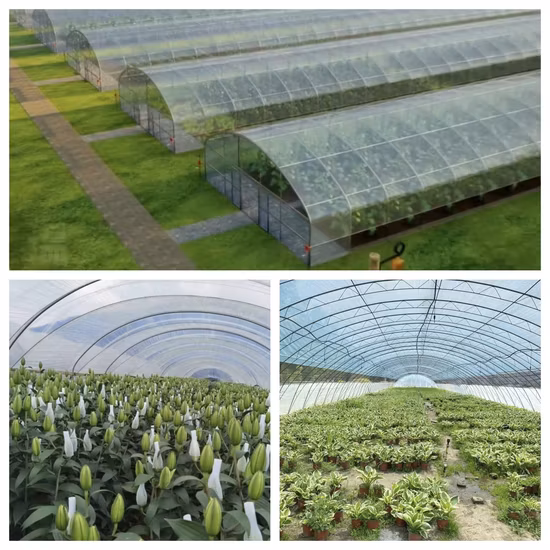 Invernadero agrícola profesional de la película de la bóveda del túnel del solo tramo para la verdura/la flor