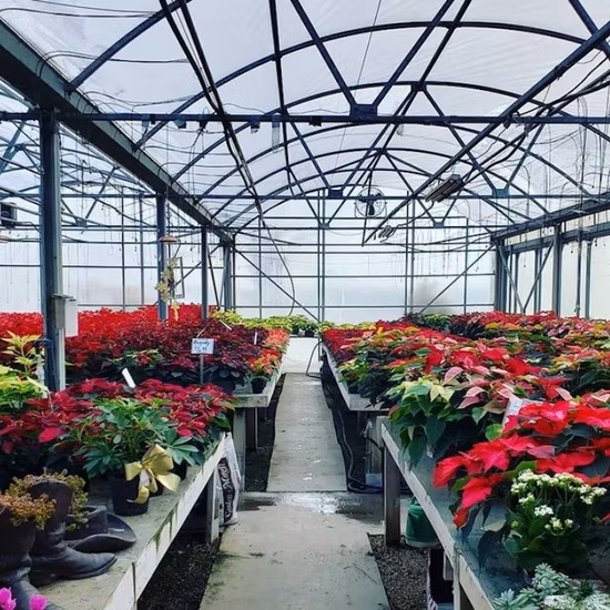 Invernadero agrícola Skyplant Exportación de un solo tramo Túnel Domo Película Invernadero