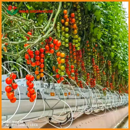 Invernadero vegetal de película PE de varios tramos agrícolas con sistema de refrigeración